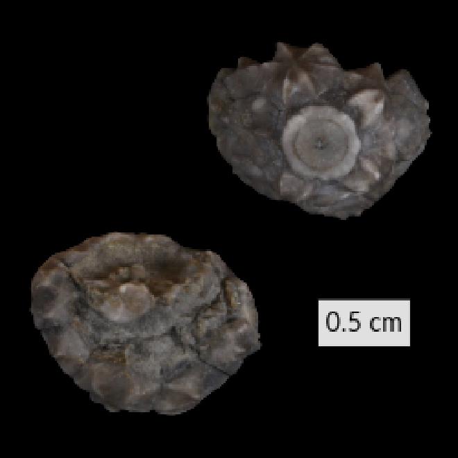 Botryocrinus thomasi Laudon thumbnail