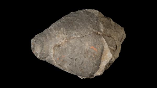 Acleistoceras breviposticum