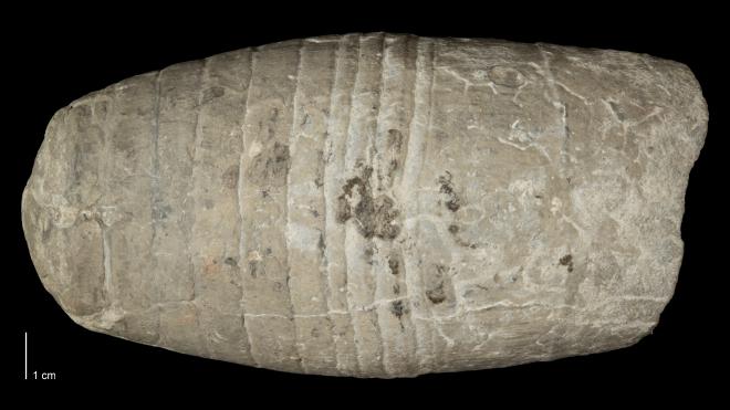 Photograph of fossil of Acleistoceras calvini.