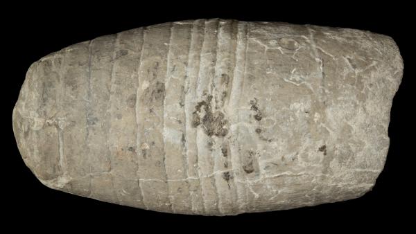 Acleistoceras calvini