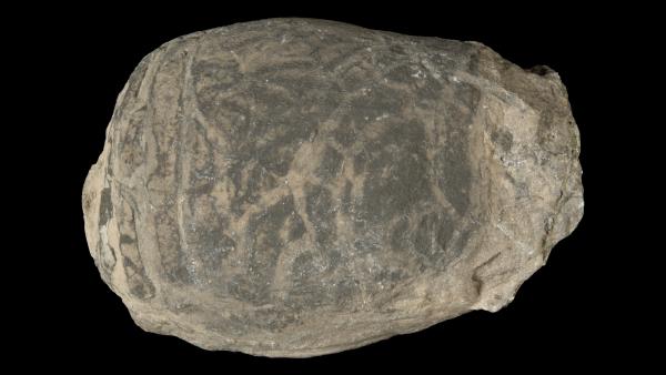 Acleistoceras fusiforme