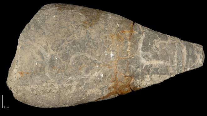 Photograph of fossil of Acleistoceras whitfieldi.