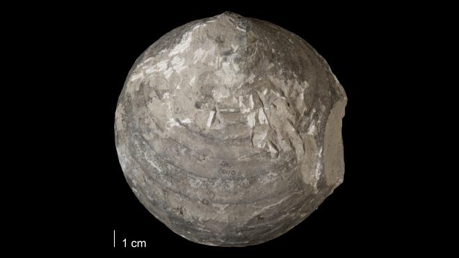 Photograph of fossil of Acleistoceras wisconsinse.