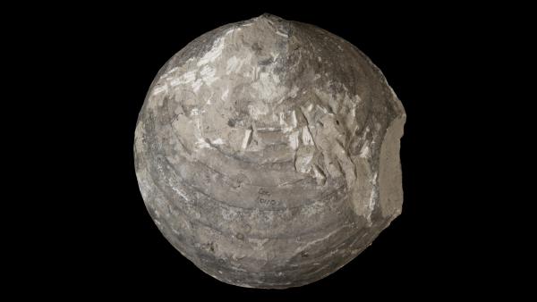 Acleistoceras wisconsinense