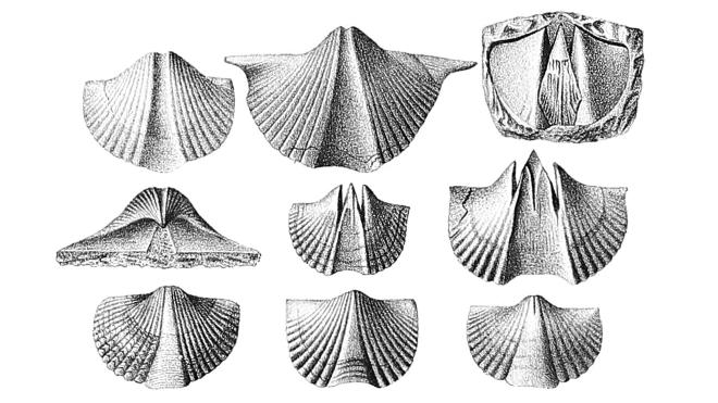 Allanella tullia images from Hall