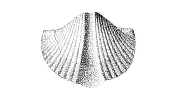 Allenella tullius