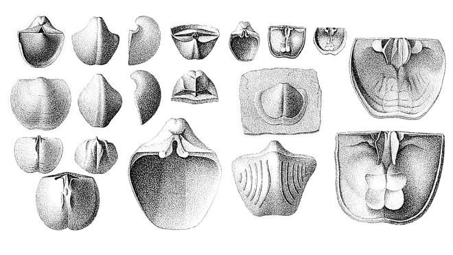 Illustrations of Ambocoelia umbonata.