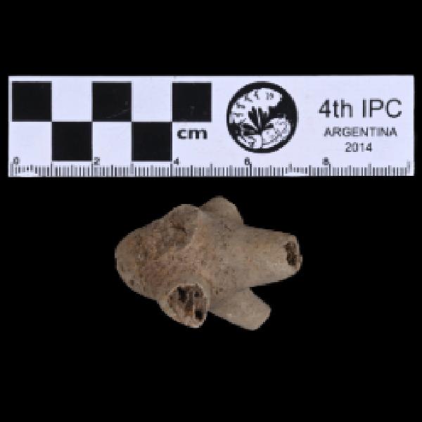 Ancyrocrinus bulbosus