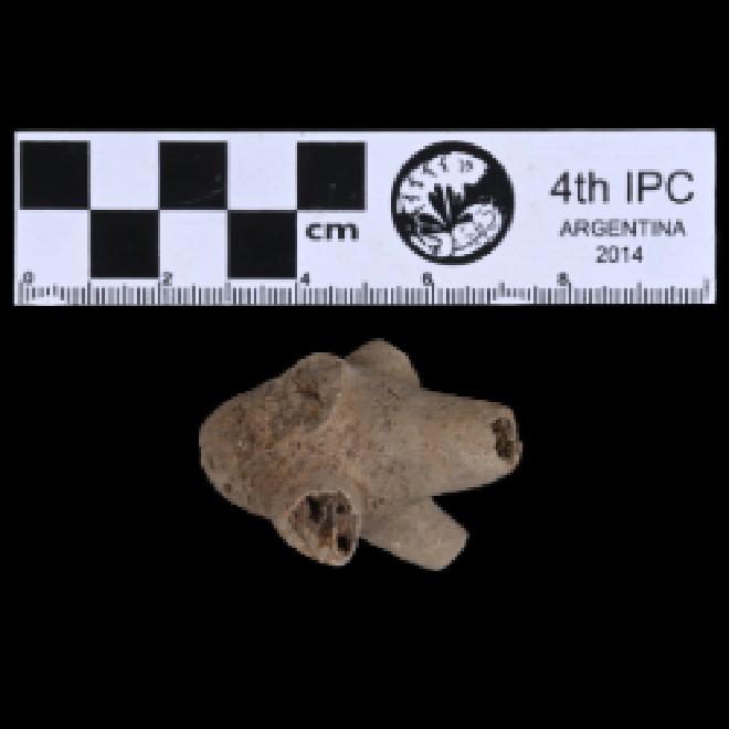 Ancyrocrinus bulbosus Hall 1862 thumbnail