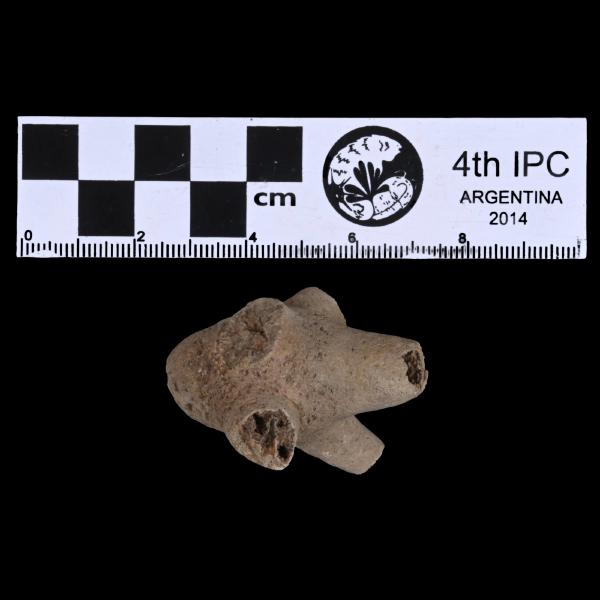 Ancyrocrinus bulbosus