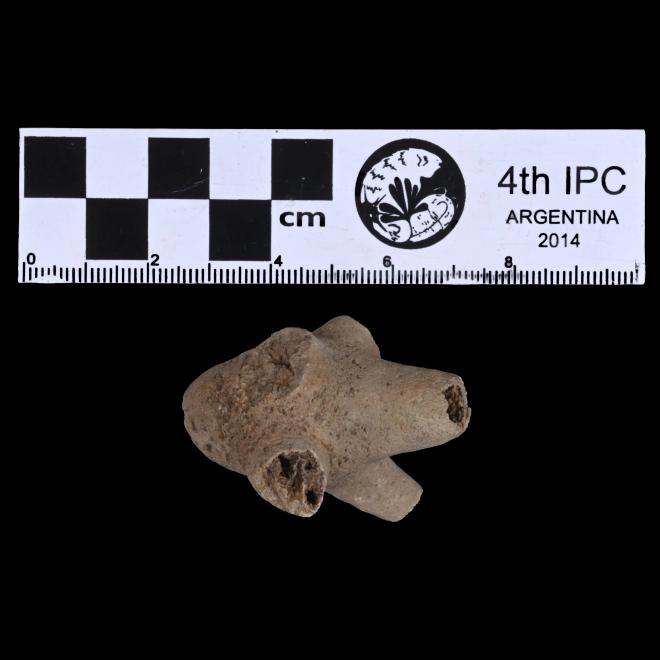 Ancyrocrinus bulbosus Hall 1862 thumbnail