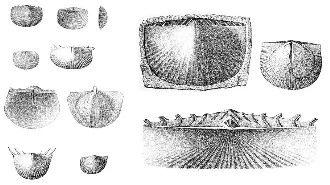 Illustrations of *Arcuaminetes scitulus*.