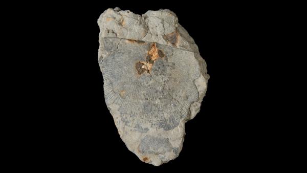 Ascodictyon stellatum