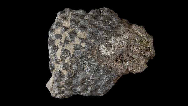 Aspidichthys clavatus