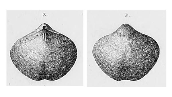Athyris cora