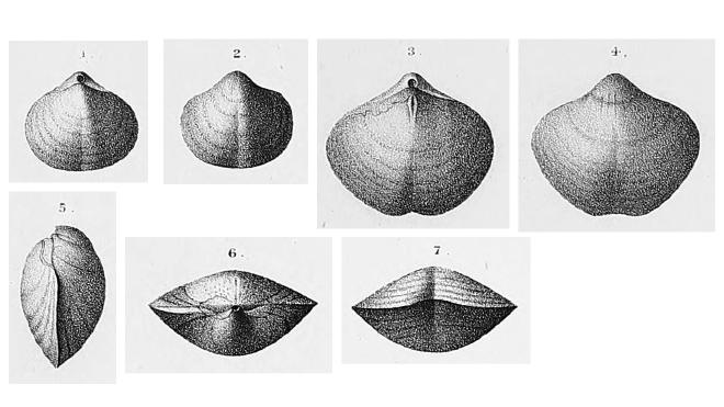 Illustrations of Athyris cora from Hall (1867)