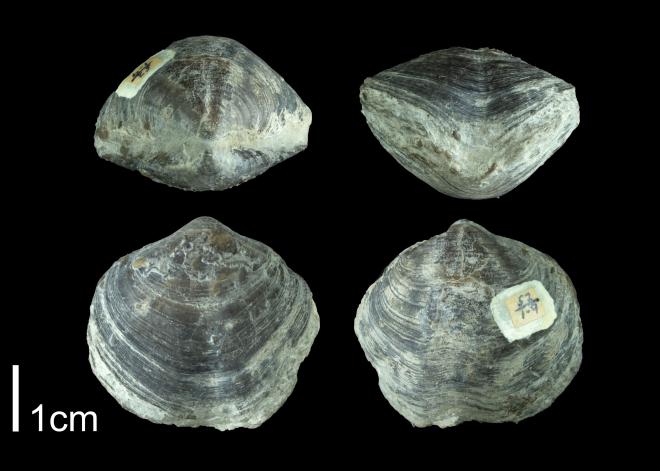 Athyris spiriferoides PRI109493