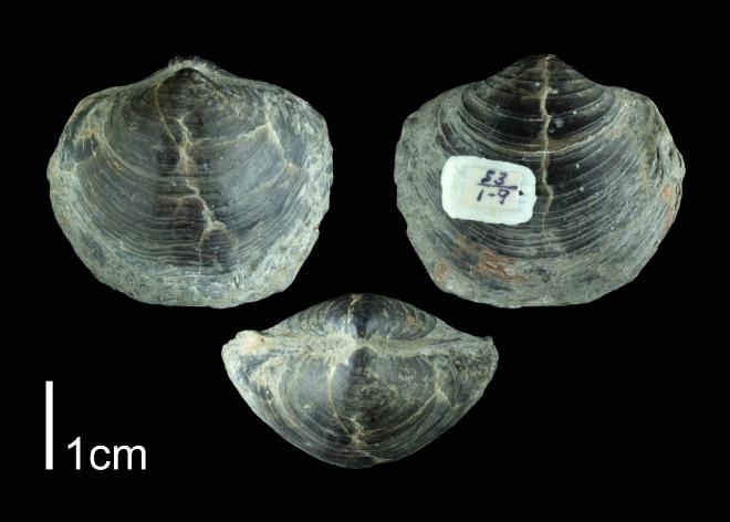 Athyris spiriferoides PRI109494