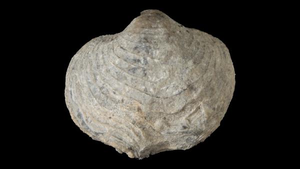 Athyris vittata randalia