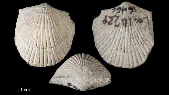 Photograph of fossil of Atrypa reticularis.