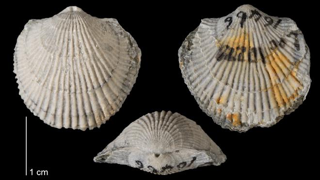 Photograph of fossil of Atrypa reticularis.