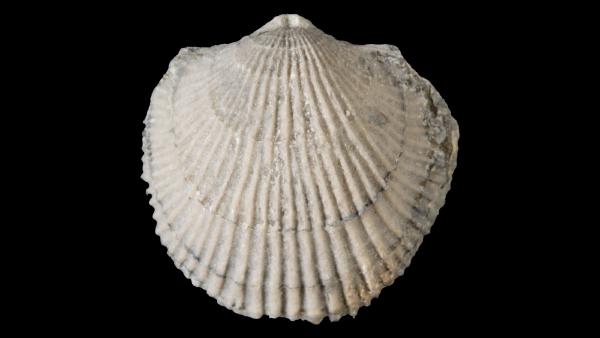 Atrypa reticularis