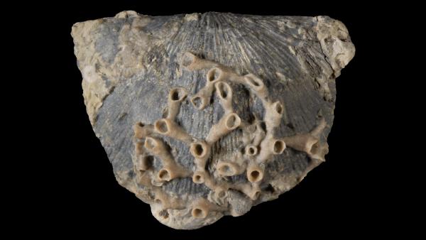 Aulopora annectens