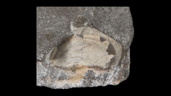 Barroisella complanata