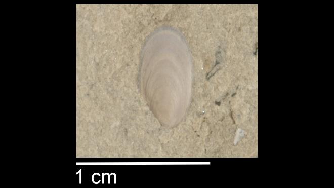 Photograph of fossil of Barroisella milwaukeensis.