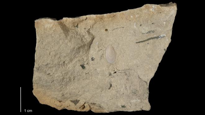 Photograph of fossil of Barroisella milwaukeensis