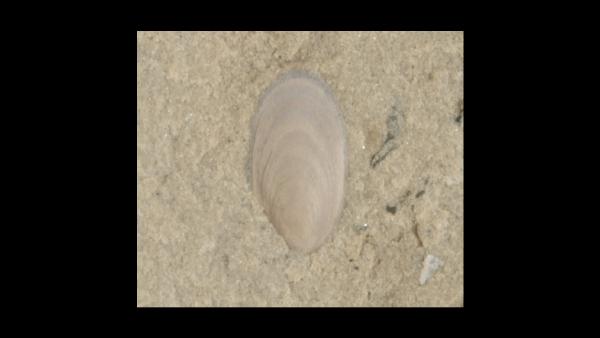 Barroisella milwaukeensis