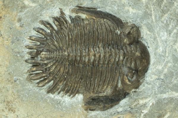 Bellacartwrightia jennyae