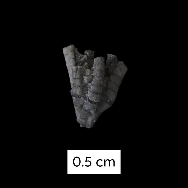 Botryocrinus arkonense Goldring Ms. image