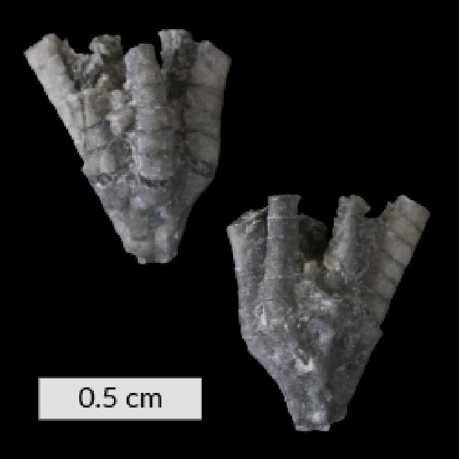 Botryocrinus arkonense Goldring Ms. thumbnail