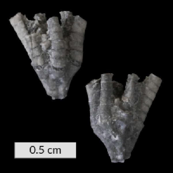 Botryocrinus arkonense