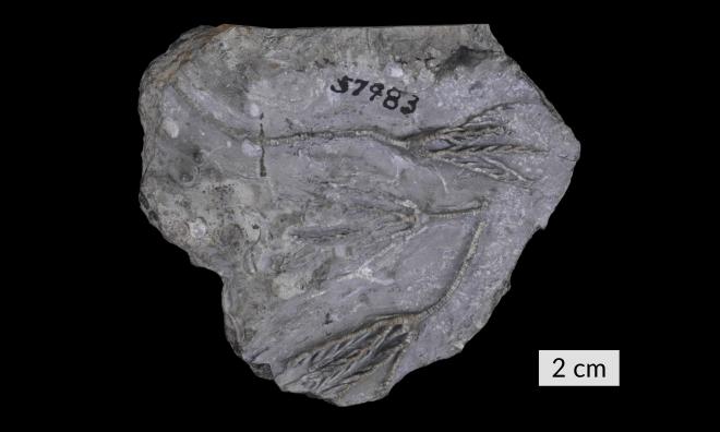 Botryocrinus bellensis Kesling image