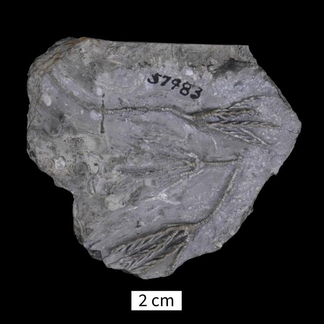 Botryocrinus bellensis Kesling thumbnail