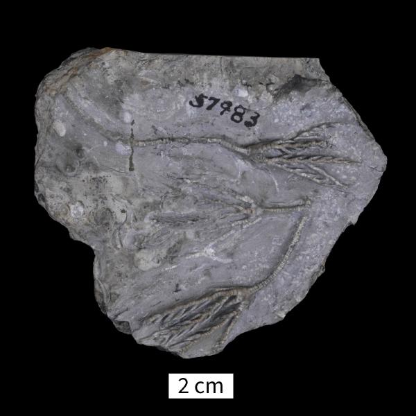 Botryocrinus bellensis