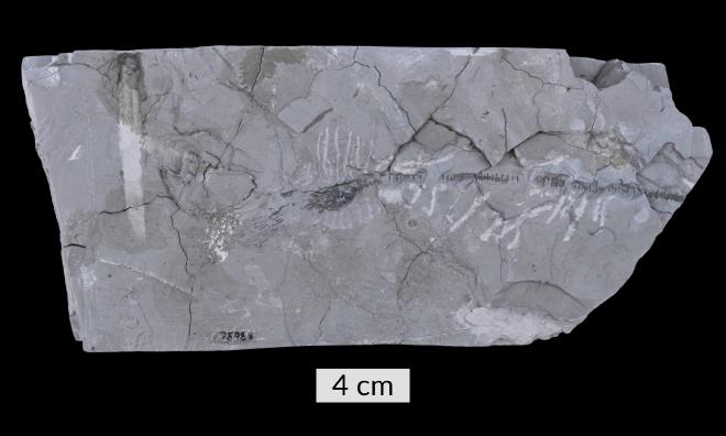 Botryocrinus niemani Kesling image