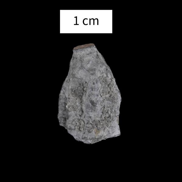 Botryocrinus niemani