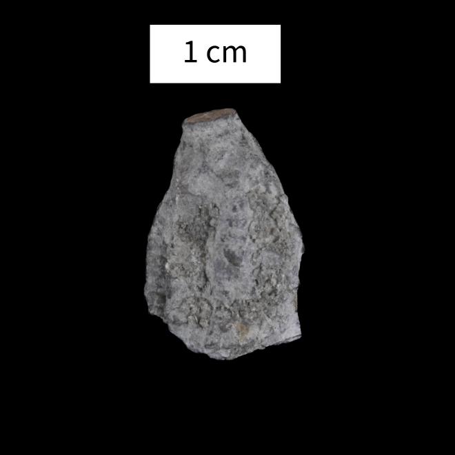 Botryocrinus niemani Kesling thumbnail