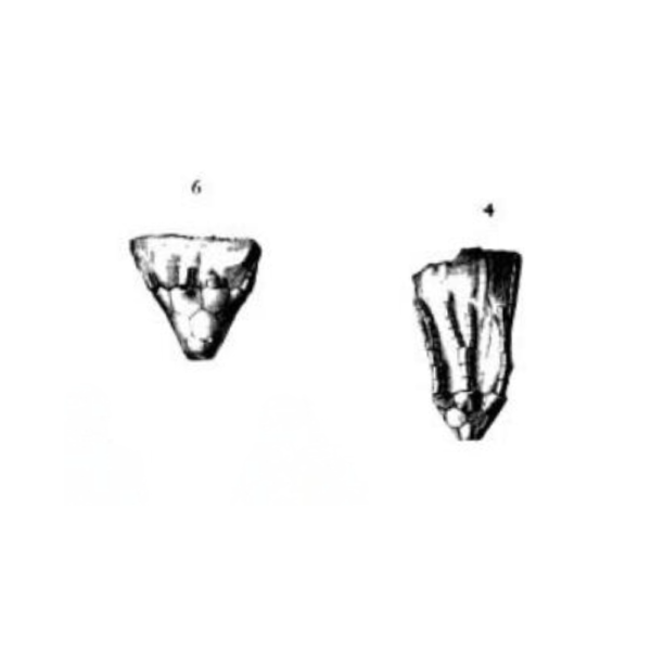 Botryocrinus nycteus
