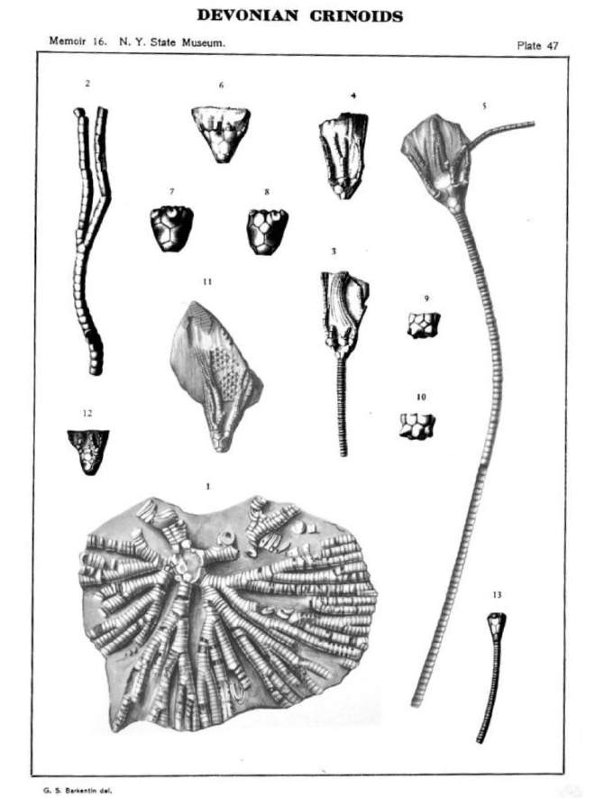 Botryocrinus-nycteus_PLATE47
