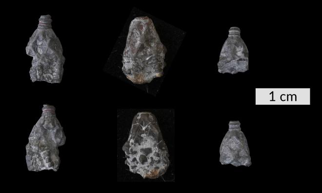 Botryocrinus reimanni Goldring 1934 image