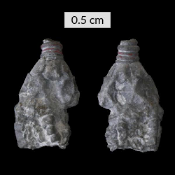 Botryocrinus reimanni
