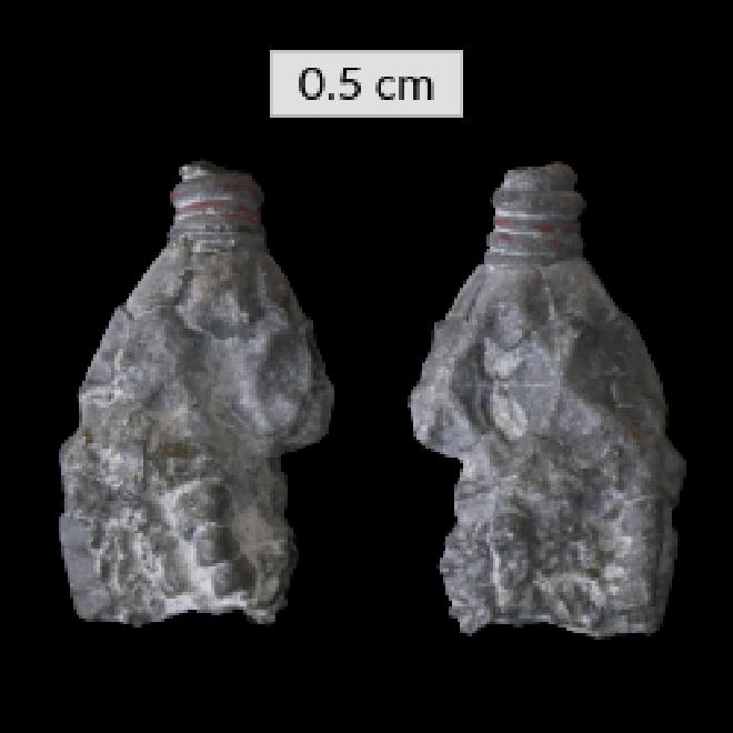 Botryocrinus reimanni Goldring 1934 thumbnail