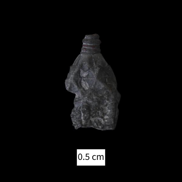 Botryocrinus thomasi