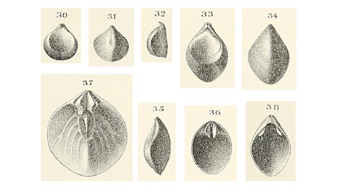 Illustration of Centronella impressa