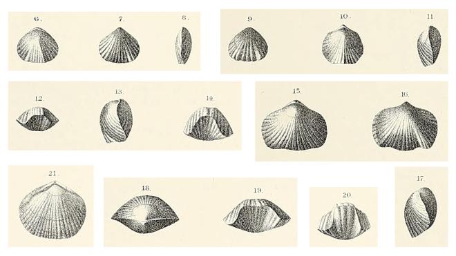 Illustrations of specimens of Cherryvalleyrostrum limitare