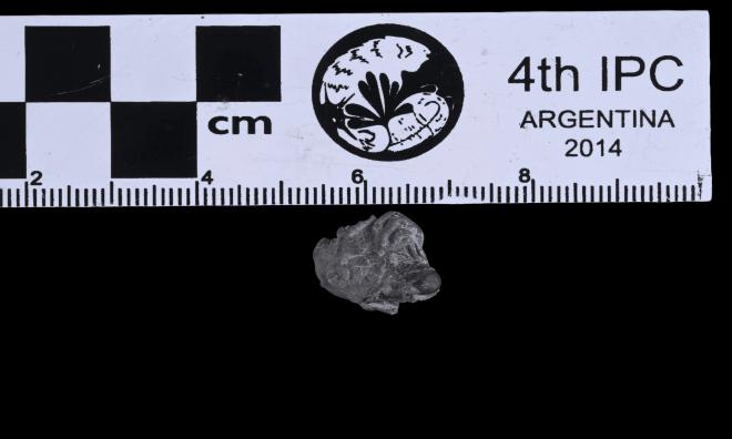 Corocrinus calypso (Hall 1862) image